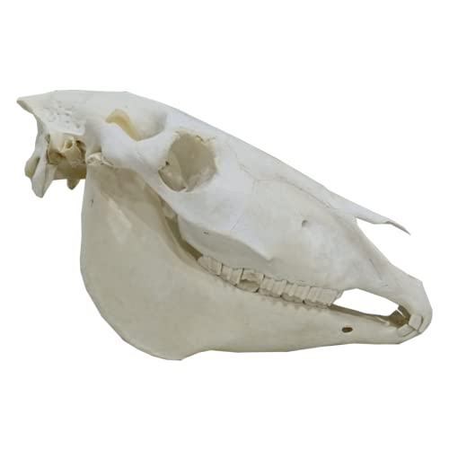 LKYLVEE - Pferde-Totenkopf-Modell - Tier-Skelett-Modell - 55 cm - für Schüler, Lehrer, Forscher, medizinische Fachkräfte - Anatomie des Tieres - unisex - Jugendliche, Erwachsene LKYLVEE - Pferde-Totenkopf-Modell - Tier-Skelett-Modell - 55 cm - für Schüler, Lehrer, Forscher, medizinische Fachkräfte - Anatomie des Tieres - unisex - Jugendliche, Erwachsene von LKYLVEE