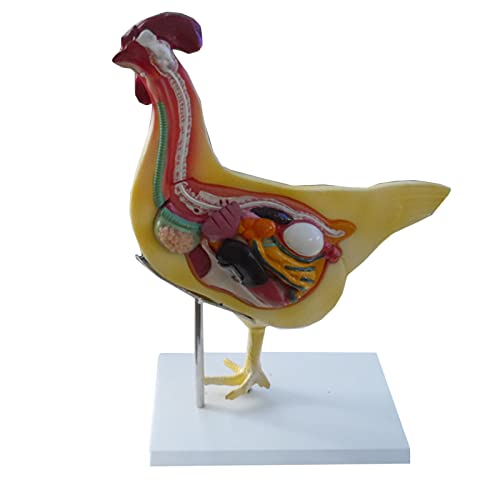 Lebensgröße Huhn Anatomisches Modell, The Hen Anatomy Modell, Abnehmbares Huhn Organ Anatomie Modell Simulation Huhn Modell für Tierarztunterricht von LKYLVEE