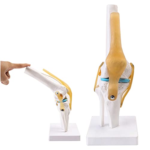 Lebensgröße Menschliches Kniegelenk mit Band Simulation Modell, Funktionelles Kniegelenk Modell, für Skelett Anatomie Lernwerkzeug (Normale Modelle) von LKYLVEE