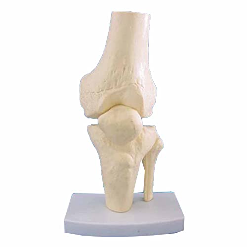 Lebensgroßes Kniegelenk Modell - Anatomisches Kniegelenk Knochenmodell - für pädagogisches Skelett Anatomisches Modell, Laborbedarf (A) von LKYLVEE