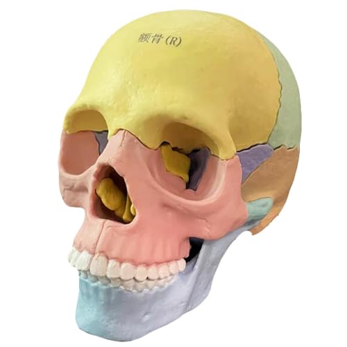Menschliche Anatomie Schädel Modell - Pädagogisches Modell Menschlicher Schädelkopf Skelett Knochen Kunst Malerei Modell - 1:2 Lebensgröße, für medizinische Ausbildung und Unterricht von LKYLVEE