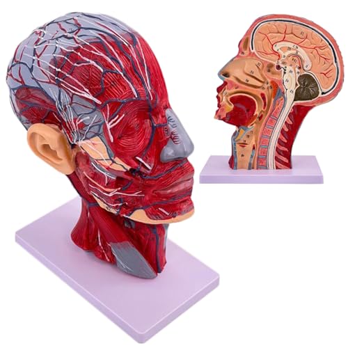 Menschlicher Kopf Neurovaskuläres Modell - Menschlicher Schädel mit Muskel Neurovaskuläres Modell - für Medizinische Biologie Anatomie Bildung von LKYLVEE