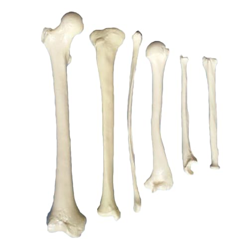 Menschliches Knochenmodell für die oberen Gliedmaßen – medizinisches anatomisches Skelettmodell der oberen Extremität – pädagogisches Armknochen Skapula Schlüsselbeinmodell (Limb Bones Set) von LKYLVEE