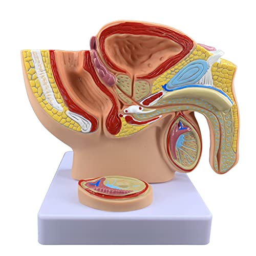 Menschliches männliches Prostata-Becken, reproduktives Harnsystem-Modell, medizinisches Modell, menschliches Harnreproduktionssystem, männliches Anatomie-Becken mit Intimmodell von LKYLVEE