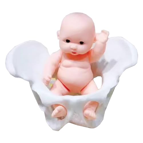 LKYLVEE Mini Weibliches Becken und Baby Modell - Geburt Simulator Becken Modell - für Studie Display Lehre Medizinisches Modell von LKYLVEE