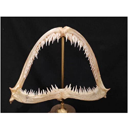 Monkfish Mouth Bone Model Monkfish Mouth Specimen Taxidermy Supplies Art for Veterinary Teaching Study,Bar Home Decoration Art Collection von LKYLVEE