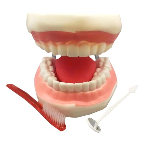Riesige Zähne Demonstrationsmodell Vergrößert 6 Fach Zahnpflege Modell mit Zahnbürste und Mundspiegel für Lehre und Studium von LKYLVEE