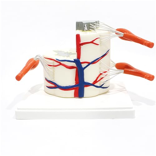 Rückenmark und Wirbelsäule Anatomie Modell Menschliche Lendenwirbelsäule Knochen Modell 1:1 Medizinische Lehre Knochen Orthopädie Massage Werkzeug Rückenmark und Wirbelsäule Anatomie Modell Menschliche Lendenwirbelsäule Knochen Modell 1:1 Medizinische Lehre Knochen Orthopädie Massage Werkzeug von LKYLVEE