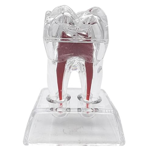 Simulation Oral Zahnmodell Simulierte Demonstration Zahnerziehung Zahnmodell Transparent und Klar Display Oral Art Zähne Ornamente von LKYLVEE