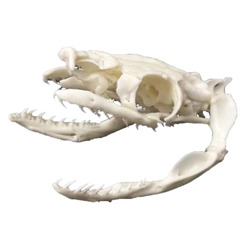 LKYLVEE Snake Skull Replica - Real Tree Snake Skull Model - 1:1 Life Size Animal Skull Bone Supplies Art Bone Vet Medicine von LKYLVEE
