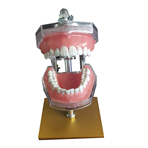Typodont Zahnmodell – Pädagogisches Modell für zahnärztliche Zähne Studium Lehre Display Modell – Transparentes Zahnmodell mit Ständer – für den wissenschaftlichen pädagogischen Unterricht von LKYLVEE