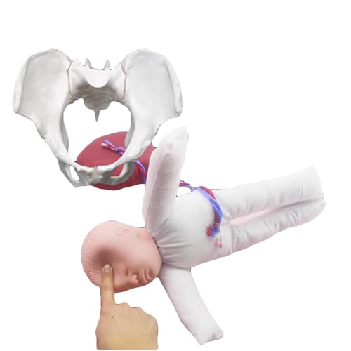 LKYLVEE Weibliches Becken Geburt Anatomisches Modell - Arbeitsbeckenmodell mit Baby - Weibliches Anatomiemodell, Hüftknochen Beckenmodell Weibliches Anatomisches Modell von LKYLVEE