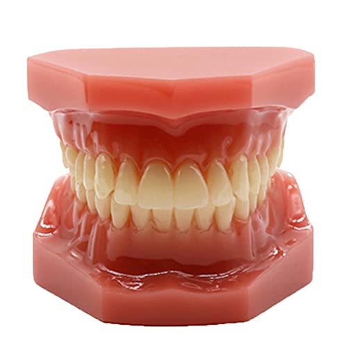 LKYLVEE Zahnkieferorthopädisches Zahnmodell – Kieferorthopädische Zahnspange Zahnmodell – 28 Stück Zähne Keramik Zahnspangen Modell für die Unterrichtspraxis, mit Metall- und Keramikhalterung (A) von LKYLVEE