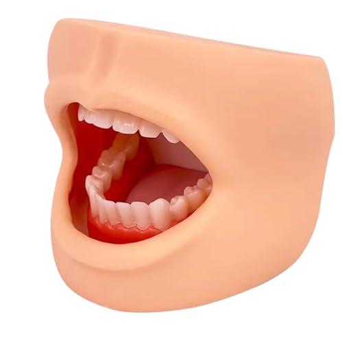 Zahnpflege Gesundheitsmodell mit Wangen - Dental Zahnpflege Modell mit Gesicht und Zunge - für Lehre Training Demonstration Werkzeug von LKYLVEE