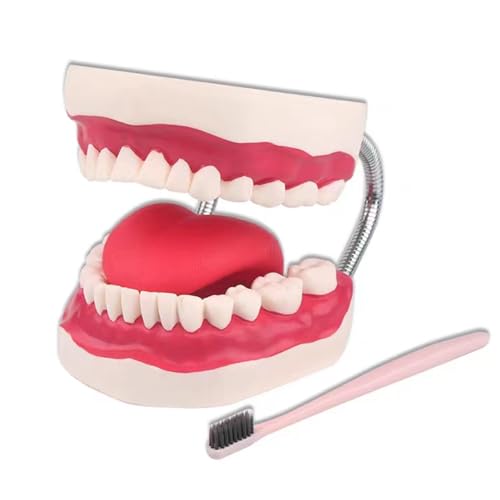 Zahnpflege Modell 6X Vergrößerung Zähne Modell Mundgesundheit Lehre Dental Anatomie Modell Typodont Demonstration Werkzeug von LKYLVEE