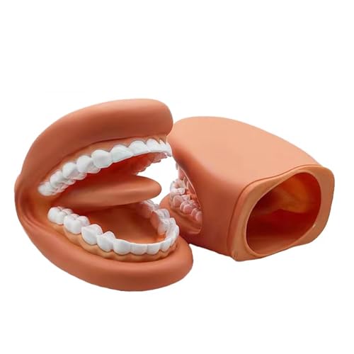 Zahnpflege Modell Standard Zahnmodell für Aussprache Unterricht Kindergarten Mundpflege Lehrmittel von LKYLVEE