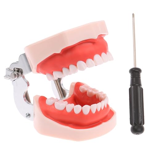 Zahnpräparation Praxis Zähne Modell, 28pcs Abnehmbare Zähne Austauschbare Praxis Dental Modell von LKYLVEE