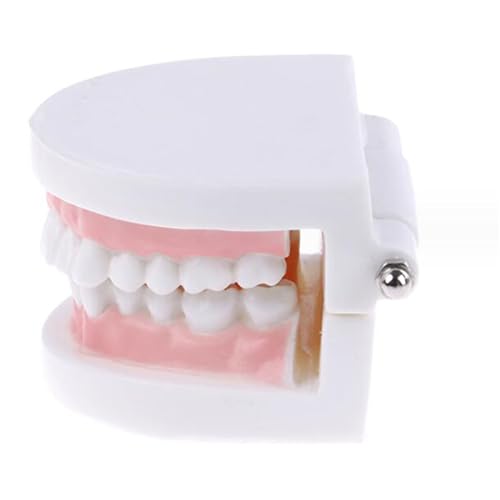 Zahnpräparationsmodell - Simuliertes Mundzahn-Zahn-Lehrmodell - Zahnpräparationsmodell für Wissenschaft Lehre Demonstration Forschung von LKYLVEE