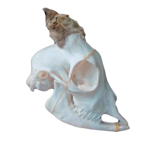 Ziegenschädel pädagogisches Tierexemplar Modell - Tier Schaf Skelett Knochen Replik - für Wissenschaft Bildung, liefert Kunst Knochen Tierarzt Medizin von LKYLVEE