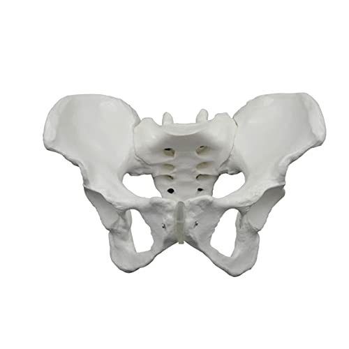 Das weibliche Beckenskelett-Modell zeigt das Sacrum Ilium Pubis Lendenwirbel, Steißbein und mehr für klinische Einrichtungen Das weibliche Beckenskelett-Modell zeigt das Sacrum Ilium Pubis Lendenwirbel, Steißbein und mehr für klinische Einrichtungen von LLHCF