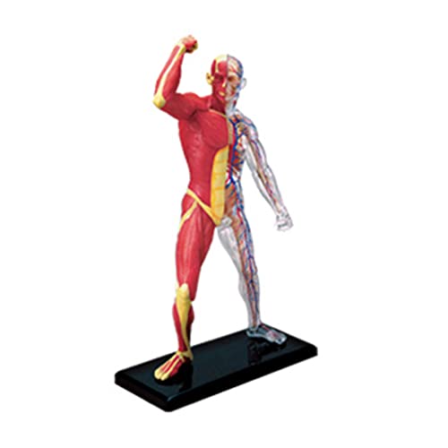 Miniatur-Muskelmodell, menschliche Anatomie, Muskel-Skelett-Modell, medizinisches Lehrwerkzeug für medizinisches Studium und Präsentation Miniatur-Muskelmodell, menschliche Anatomie, Muskel-Skelett-Modell, medizinisches Lehrwerkzeug für medizinisches Studium und Präsentation von LLHCF