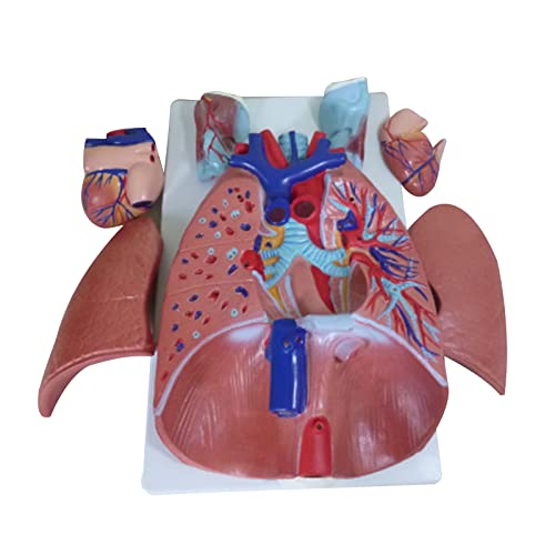 Anatomiemodell für Kehlkopf und Herz-Lungen-Anatomie, Atemmodell, Ohr, Nase und Hals, Abteilung für Herz-Lungen-Anatom Anatomiemodell für Kehlkopf und Herz-Lungen-Anatomie, Atemmodell, Ohr, Nase und Hals, Abteilung für Herz-Lungen-Anatom von LLINthy