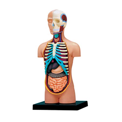 Torso-Modell mit abnehmbaren menschlichen Organen, menschliches Körpermodell, Wissenschaft, Schulbedarf für Kinder, Schüler Torso-Modell mit abnehmbaren menschlichen Organen, menschliches Körpermodell, Wissenschaft, Schulbedarf für Kinder, Schüler von LLINthy
