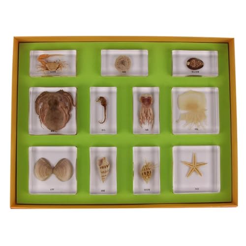 LLTCMYGS Harz Marine Biologische Probe, Montessori Wissenschaftliche und Kulturlehre AIDS Probe Display von LLTCMYGS