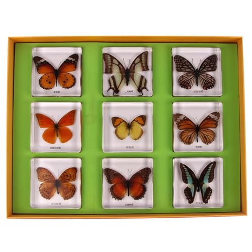 LLTCMYGS Harz Schmetterling Exemplar Wissenschaft Und Kultur Unterrichten AIDS, Montessori Klassenzimmer Exemplar Unterrichten AIDS von LLTCMYGS