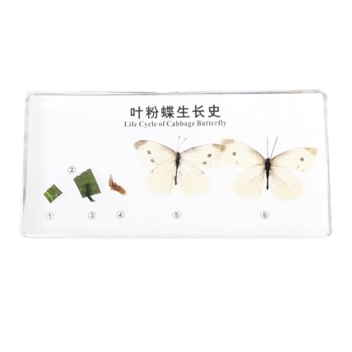 LLTCMYGS Harz Schmetterling Zyklus Exemplare, Beobachtung Naturwissenschaft, Lernspielzeug für Kinder LLTCMYGS Harz Schmetterling Zyklus Exemplare, Beobachtung Naturwissenschaft, Lernspielzeug für Kinder von LLTCMYGS