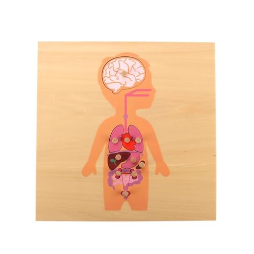 LLTCMYGS Körperpuzzle für Kinder, Montessori Scientific physiologische Holzplatte,Organ LLTCMYGS Körperpuzzle für Kinder, Montessori Scientific physiologische Holzplatte,Organ von LLTCMYGS