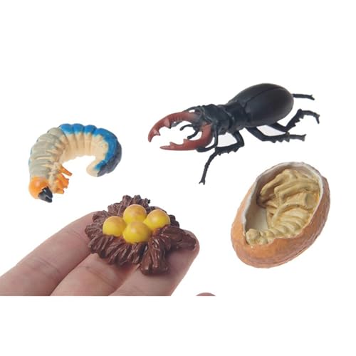 LLTCMYGS Kunststoff Mini Hirschkäfer Wachstumsmodell, Montessori Early Learning Education Modell Spielzeug von LLTCMYGS