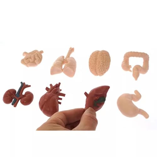 LLTCMYGS Mini-Modell der menschlichen Organe Montessori Lehrmittel, Körperteile Sets Anatomie Spielzeug (8 Stück) von LLTCMYGS