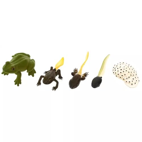 LLTCMYGS Mini Plastik Frosch Wachstumsprozess Plastikmodell, Montessori Kinder Lern- und Lernspielzeug LLTCMYGS Mini Plastik Frosch Wachstumsprozess Plastikmodell, Montessori Kinder Lern- und Lernspielzeug von LLTCMYGS
