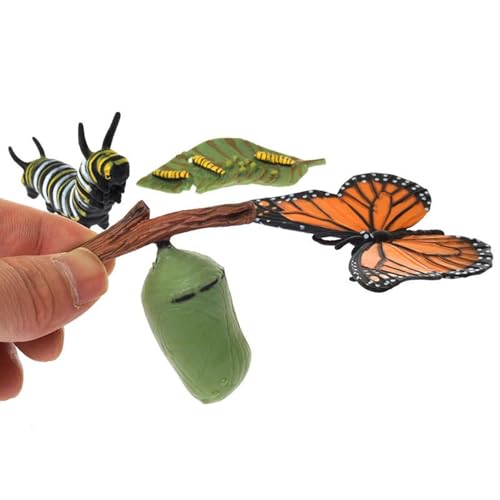 LLTCMYGS Mini Schmetterling Wachstumszyklus Modell-Set, Montessori Life Wachstum Plastik Modell Spielzeug LLTCMYGS Mini Schmetterling Wachstumszyklus Modell-Set, Montessori Life Wachstum Plastik Modell Spielzeug von LLTCMYGS