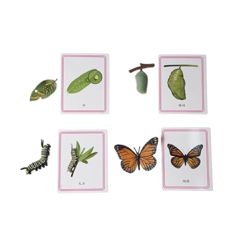 LLTCMYGS Miniatur-Schmetterlings-Wachstumszyklus-Modell-Set, Montessori Spielzeug für die frühe Sprachbildung LLTCMYGS Miniatur-Schmetterlings-Wachstumszyklus-Modell-Set, Montessori Spielzeug für die frühe Sprachbildung von LLTCMYGS