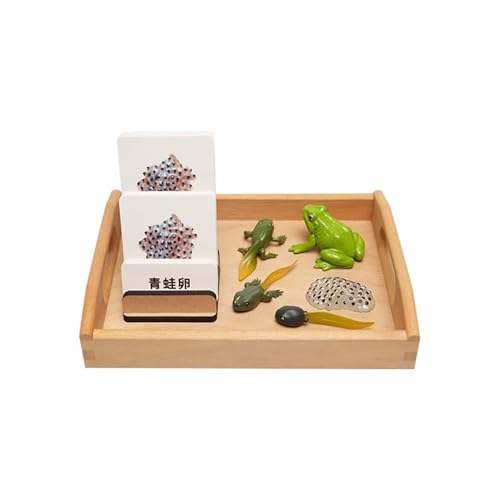 LLTCMYGS Montessori Frosch-Wachstumsprozess-Modellspielzeugset, Lehrmaterial für die Vorschule LLTCMYGS Montessori Frosch-Wachstumsprozess-Modellspielzeugset, Lehrmaterial für die Vorschule von LLTCMYGS