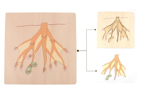 LLTCMYGS Montessori Holzpflanze Puzzle, Greifbrett Puzzle Baby Spielzeug,Roots LLTCMYGS Montessori Holzpflanze Puzzle, Greifbrett Puzzle Baby Spielzeug,Roots von LLTCMYGS