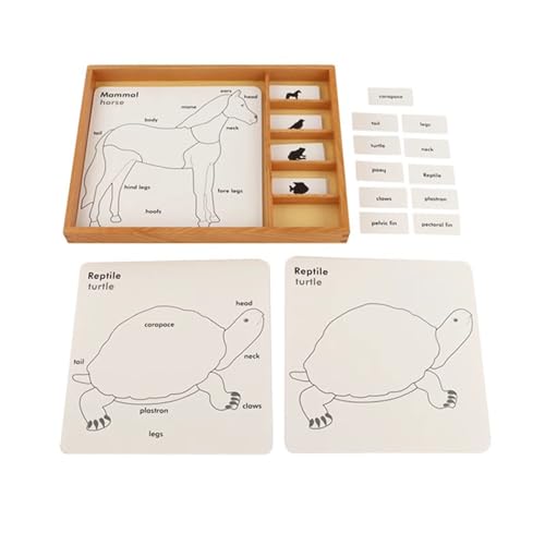 LLTCMYGS Montessori Kinder Tiere Kognitionskarten, Wissenschaft und Kultur Dreiteilige Karte AIDS lehren LLTCMYGS Montessori Kinder Tiere Kognitionskarten, Wissenschaft und Kultur Dreiteilige Karte AIDS lehren von LLTCMYGS