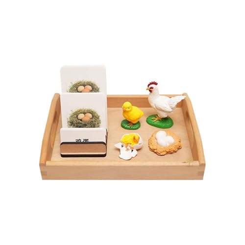 LLTCMYGS Montessori Küken Wachstumsprozess Set Lehrmittel, Sprachmaterialien für den Lebenszyklus des Wachstums von Küken von LLTCMYGS