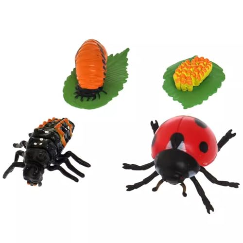 LLTCMYGS Montessori Kunststoff Marienkäfer Modell Set, Mini Marienkäfer Wachstum Biologisches Modell Spielzeug LLTCMYGS Montessori Kunststoff Marienkäfer Modell Set, Mini Marienkäfer Wachstum Biologisches Modell Spielzeug von LLTCMYGS