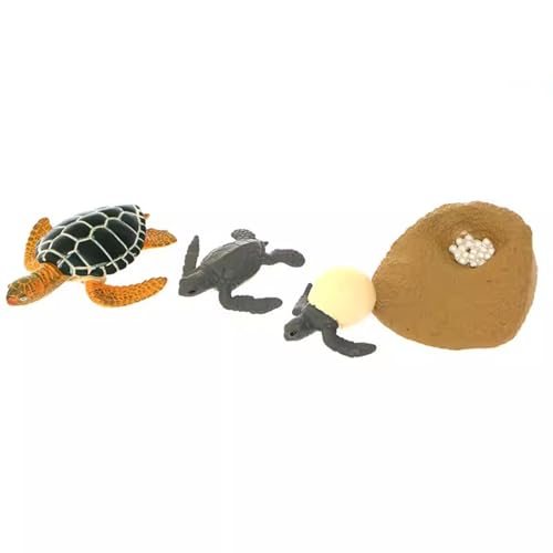 LLTCMYGS Montessori Mini Schildkröte Simulation Modell, Schildkröte Wachstumszyklus Modell Set Spielzeug LLTCMYGS Montessori Mini Schildkröte Simulation Modell, Schildkröte Wachstumszyklus Modell Set Spielzeug von LLTCMYGS