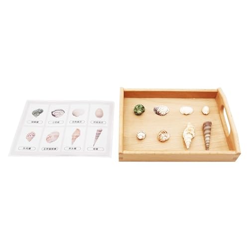 LLTCMYGS Montessori Muschel Entsprechende Karten Sprachlernmittel Set, Muscheln passen Vorschulmaterialien von LLTCMYGS