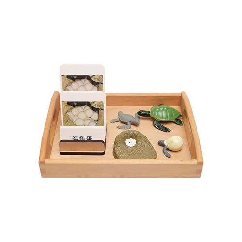 LLTCMYGS Montessori Schildkröte Wachstumsmodell-Set, Tiermodell und entsprechende Sprachspielzeuge. von LLTCMYGS