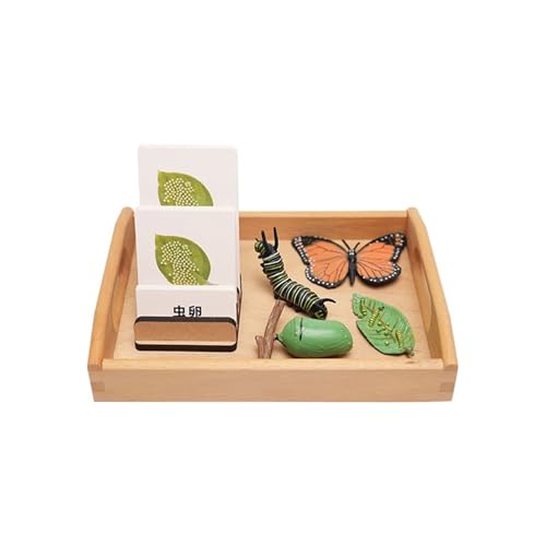 LLTCMYGS Montessori Schmetterlings-Wachstumszyklus-Set Lehrmittel, biologisches Modell des Wachstumzyklus von Tieren von LLTCMYGS