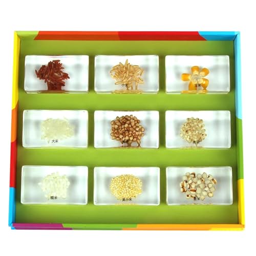 LLTCMYGS Montessori Scientific Getreideharz Probe, Scientific Experimental Pflanze Obst Samen Probe von LLTCMYGS