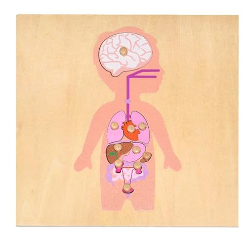 LLTCMYGS Montessori menschliches Organ Panel Puzzle, Holz Kleiner Junge Puzzle Wissenschaft Lehrmittel,Organ LLTCMYGS Montessori menschliches Organ Panel Puzzle, Holz Kleiner Junge Puzzle Wissenschaft Lehrmittel,Organ von LLTCMYGS