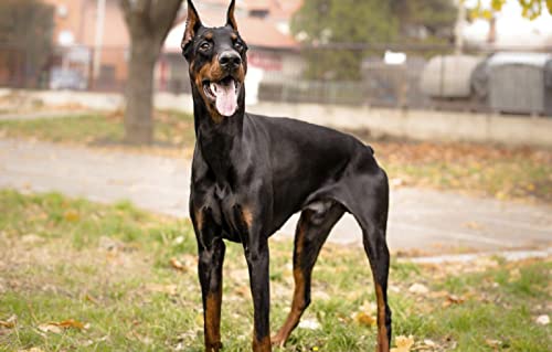 Kinderspiele Puzzle 1000 Teile Dobermann Intelligenz-Stressabbau-Spiel 70x50cm von LNTYW
