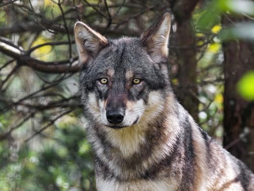 Lernspiele, Heimdekoration, 1000-teiliges Puzzle – Wolf, Tier, Wildnis, 26 x 38 cm Lernspiele, Heimdekoration, 1000-teiliges Puzzle – Wolf, Tier, Wildnis, 26 x 38 cm von LNTYW