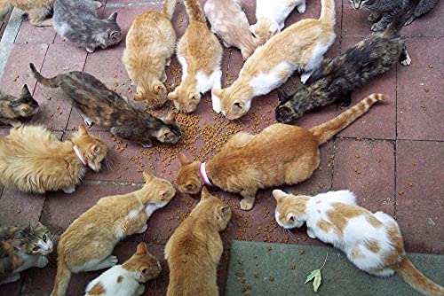 Puzzle 1000 Teile Erwachsener Chat Erwachsener Puzzle Papier Kinder Spiele Klassische Spiele Interieur Spiele 26x38cm von LNTYW